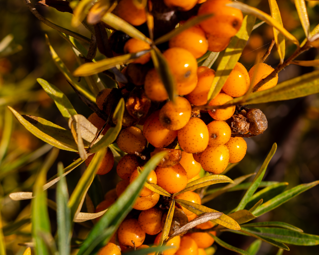 seabuckthorn benefits for skin