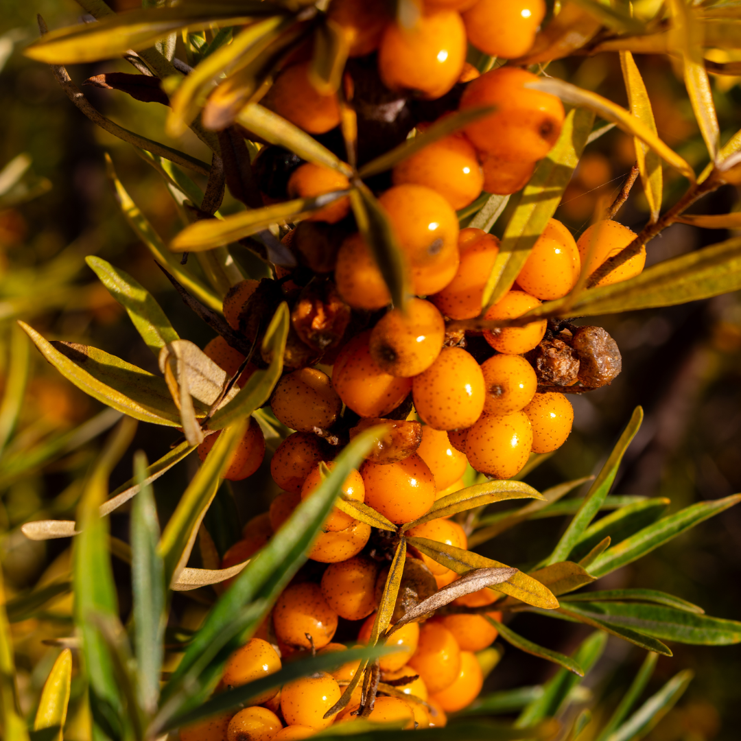 seabuckthorn benefits for skin