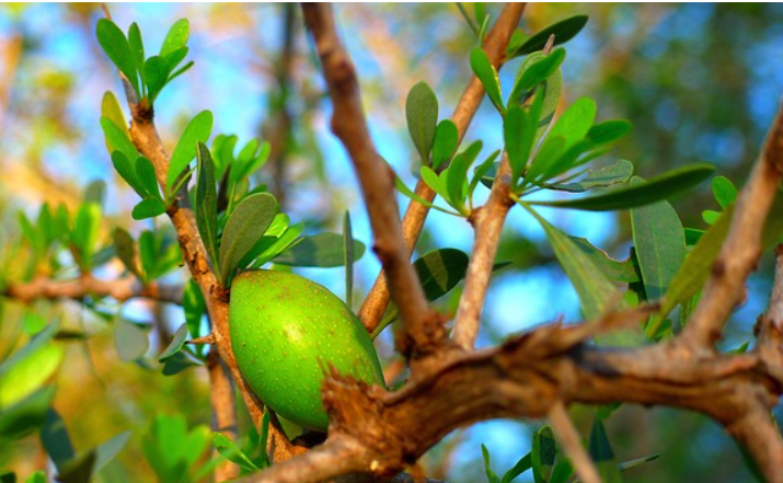 moroccan argan oil tree seed