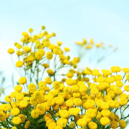 blue tansy yellow flowers